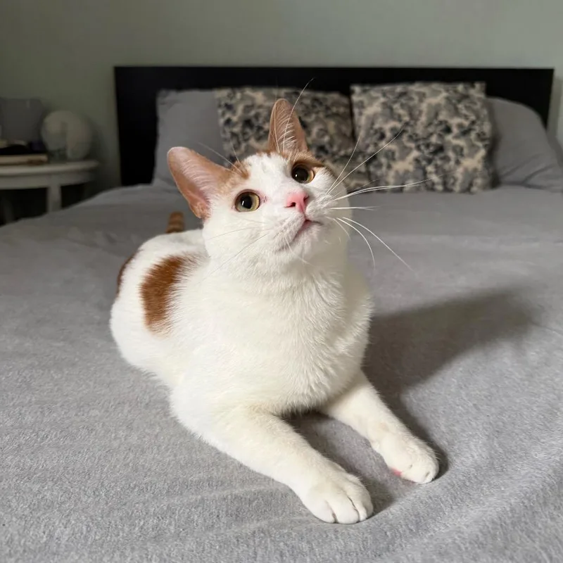 Christmas thumbnail 6