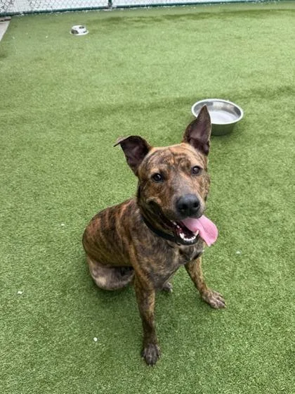 An adult large-sized male Mixed Breed dog named Asparagus for adoption in Independence, MO