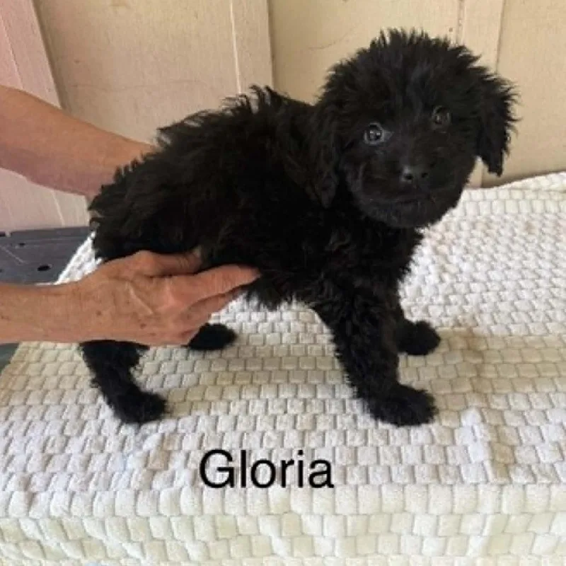 A baby medium-sized female Black Mixed Breed dog named Gloria for adoption in Alexandria, VA