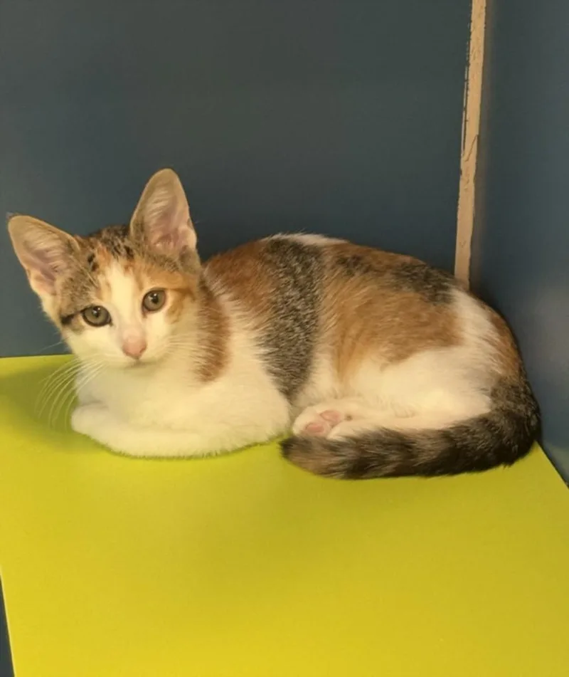 A baby small-sized female Domestic Short Hair cat named Smoothie for adoption in Hagerstown, MD