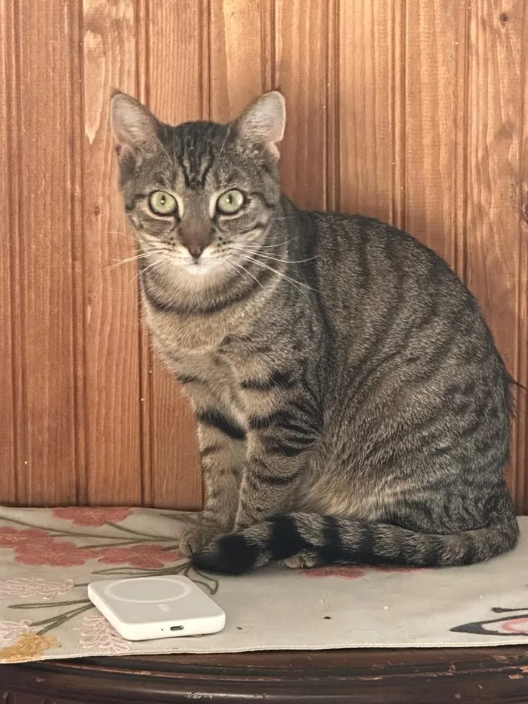 A young medium-sized female Domestic Short Hair cat named Sabrena for adoption in Plattsburgh, NY