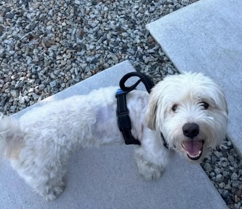 Falkor