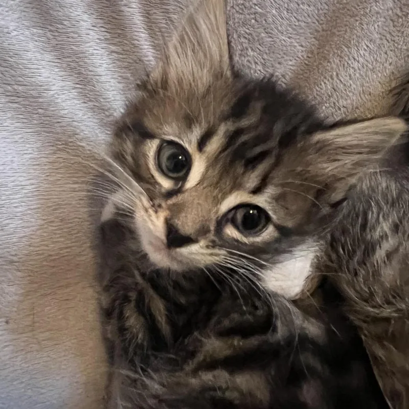 A baby small-sized male Brown / Chocolate Domestic Medium Hair cat named Pineapple for adoption in Ruckersville, VA