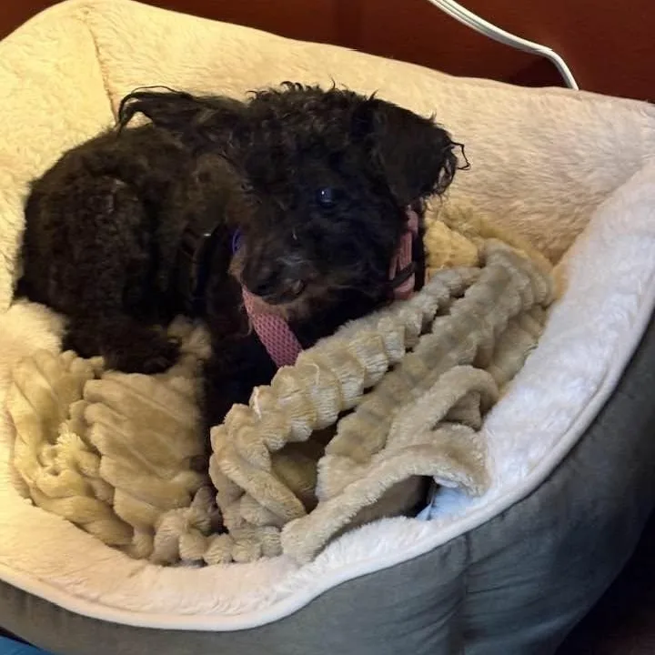 A senior small-sized female Black Miniature Poodle dog named Angel for adoption in Rockville, MD
