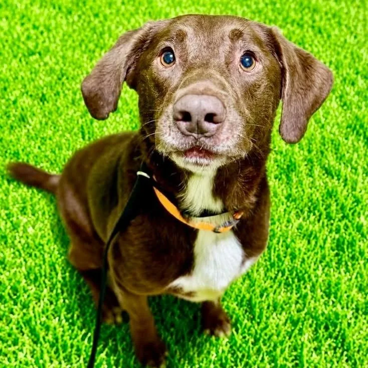 An adult large-sized male Brown / Chocolate Chocolate Labrador Retriever dog named Buck for adoption in Battle Creek, MI