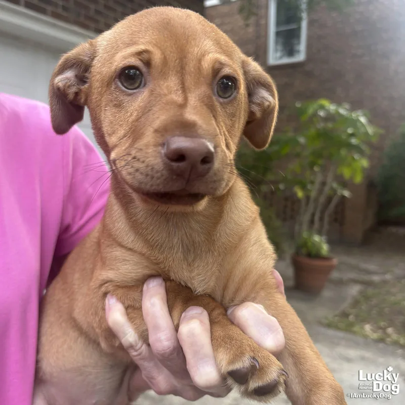 A baby medium-sized female Beagle dog named Chanel for adoption in Washington, DC
