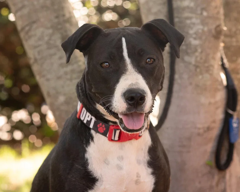 A young medium-sized female Terrier dog named Amelia for adoption in Southaven, MS