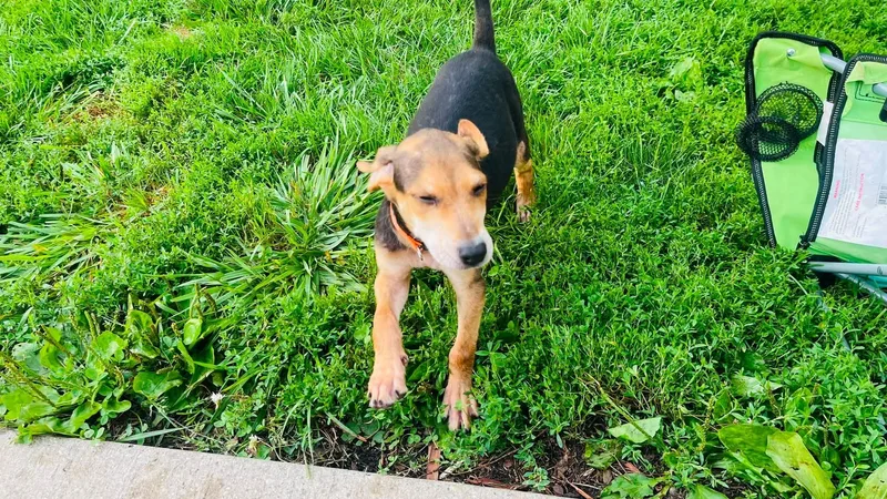 A baby large-sized male Sable Treeing Walker Coonhound dog named Barksley for adoption in Clinton, WI