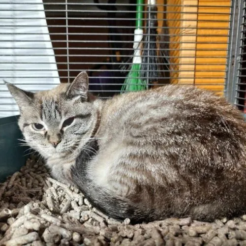 Goldie Hawn thumbnail 2