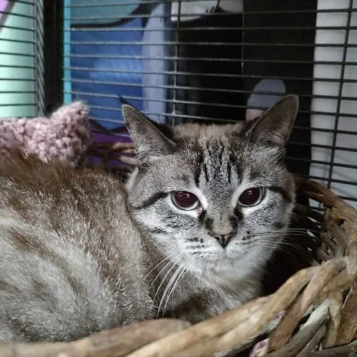 Goldie Hawn thumbnail 5