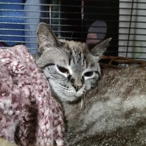 Goldie Hawn thumbnail 6