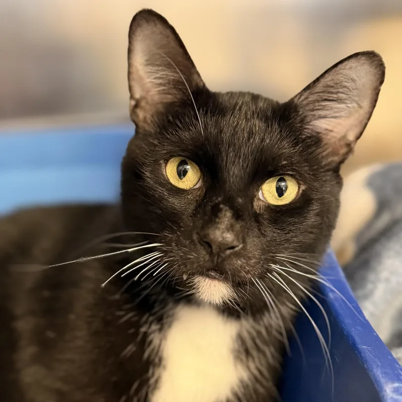An adult medium-sized male Domestic Short Hair cat named Meatball for adoption in Manahawkin, NJ