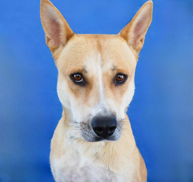 An adult medium-sized female Carolina Dog dog named Ginger for adoption in Pasadena, CA