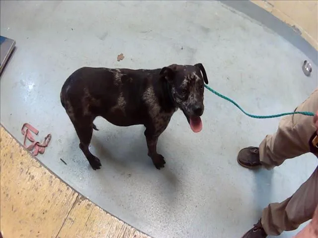 A young medium-sized female Pit Bull Terrier dog named Ann for adoption in Tulsa, OK