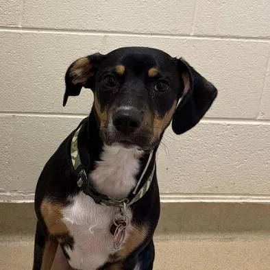 A young medium-sized male Black Mixed Breed dog named Jimmy for adoption in Asheville, NC