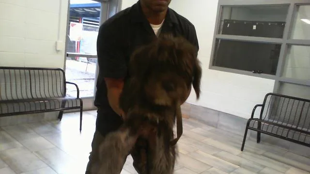 A young medium-sized male Poodle dog named A for adoption in Charlotte, NC