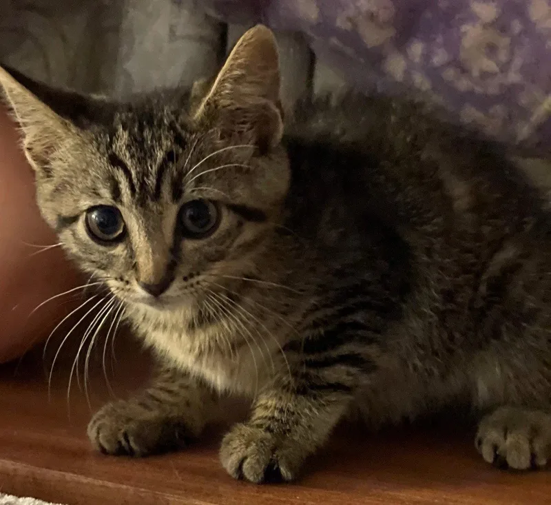 A baby medium-sized female Tabby cat named Journey for adoption in Island Lake, IL