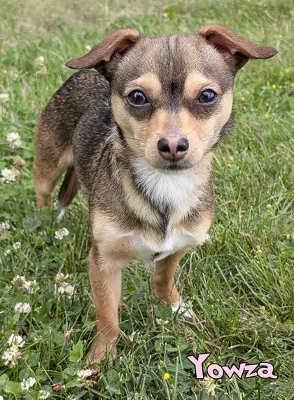An adult small-sized male Chihuahua dog named Yowza for adoption in Mason, MI