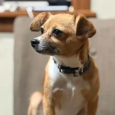Fifi