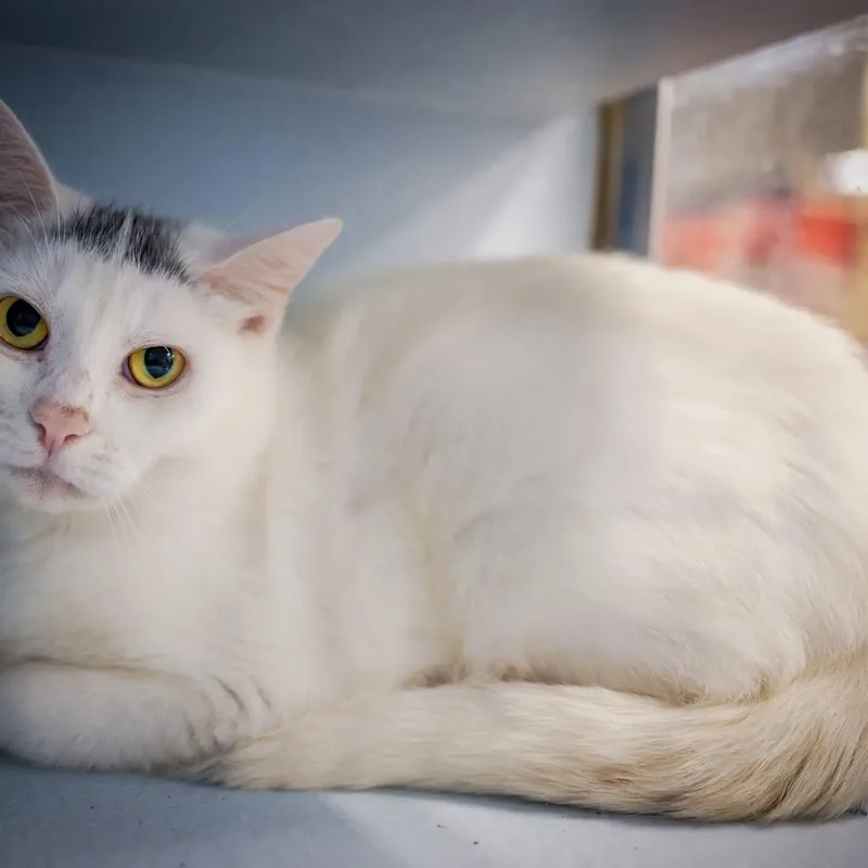 An adult large-sized female White Domestic Short Hair cat named Shelly for adoption in HANSON, MA