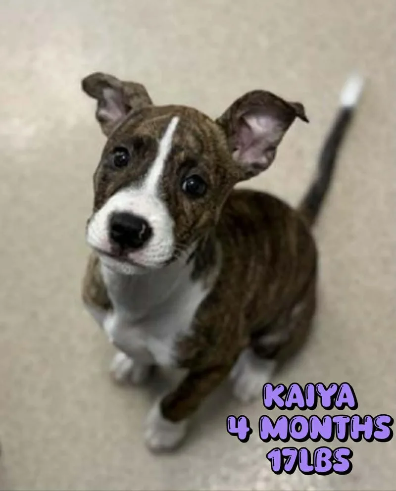 A baby medium-sized female Terrier dog named Kaiya for adoption in Holbrook, NY