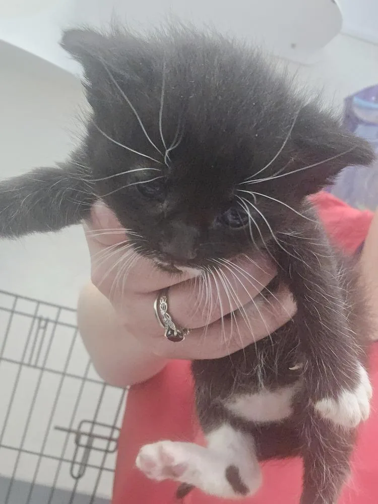 A baby small-sized female Black & White / Tuxedo Domestic Short Hair cat named Cora for adoption in Evansville, IN