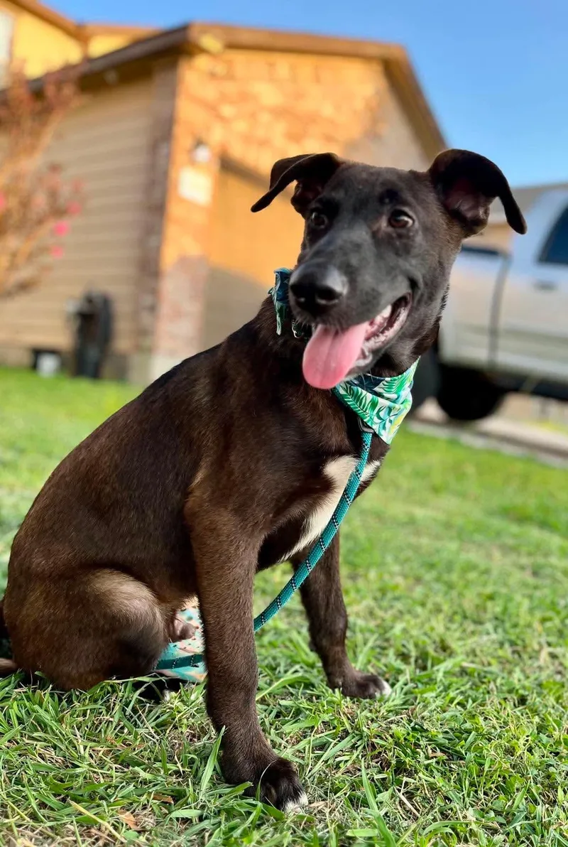 A baby medium-sized male Tricolor (Brown, Black, & White) Belgian Shepherd / Malinois dog named Will for adoption in San Antonio, TX