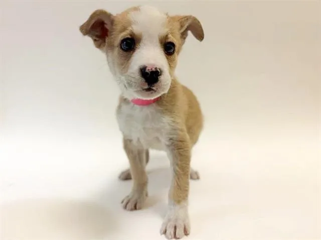 A young small-sized female Terrier dog named Suki for adoption in Saint Louis, MO