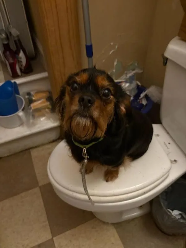 A young small-sized female Brown / Chocolate Dachshund dog named Mahogany for adoption in Greensboro, NC