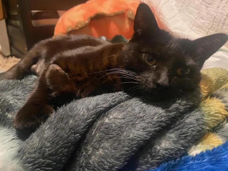 A young medium-sized female Black Domestic Short Hair cat named Athena for adoption in Lancaster, CA