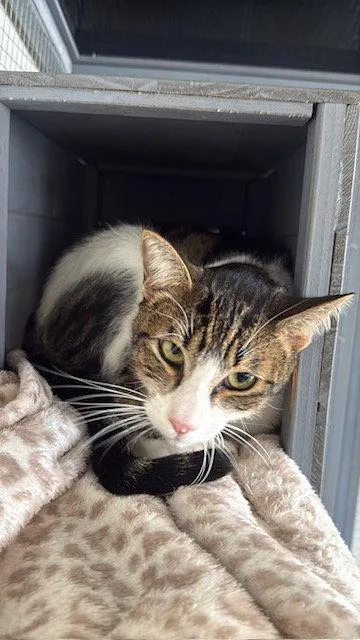 An adult medium-sized female Tabby cat named Bubblegum CCC for adoption in San Luis Obispo, CA