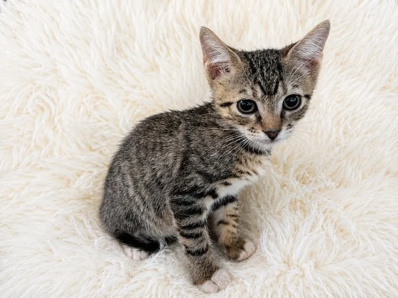 A baby small-sized male Domestic Short Hair cat named Scout for adoption in Sebastian, FL