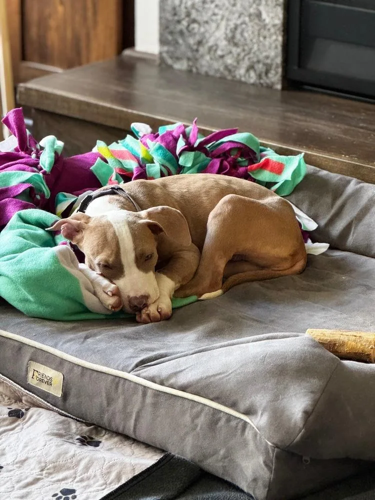 A baby large-sized female White / Cream Pit Bull Terrier dog named Sue for adoption in Plymouth, MN