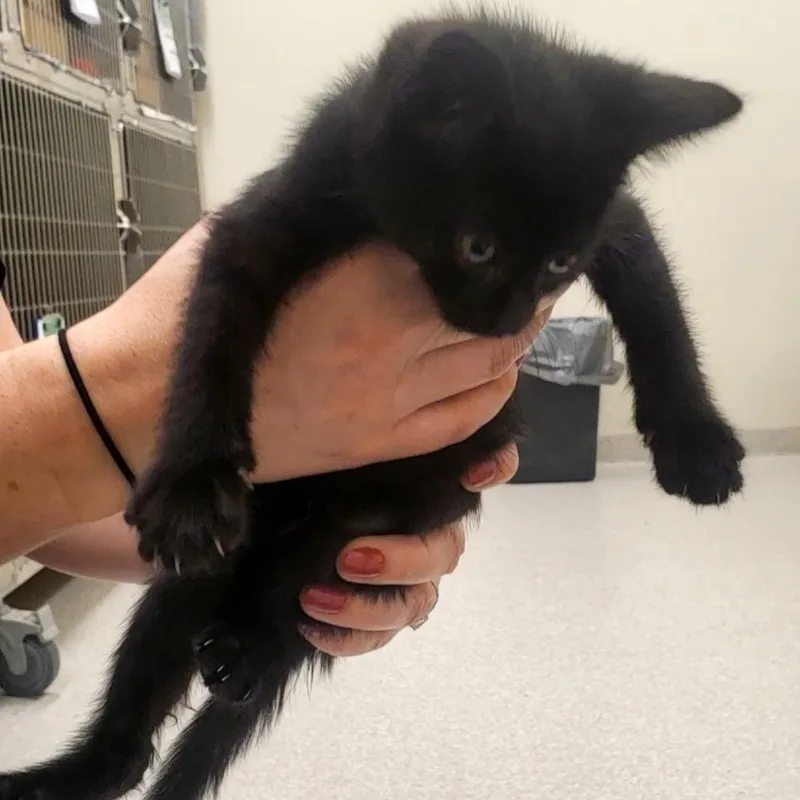 A baby small-sized female Black Domestic Short Hair cat named Red for adoption in Novelty, OH