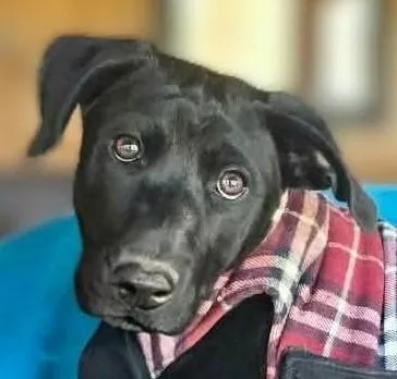 A baby large-sized male Black Weimaraner dog named Branch for adoption in Boerne, TX