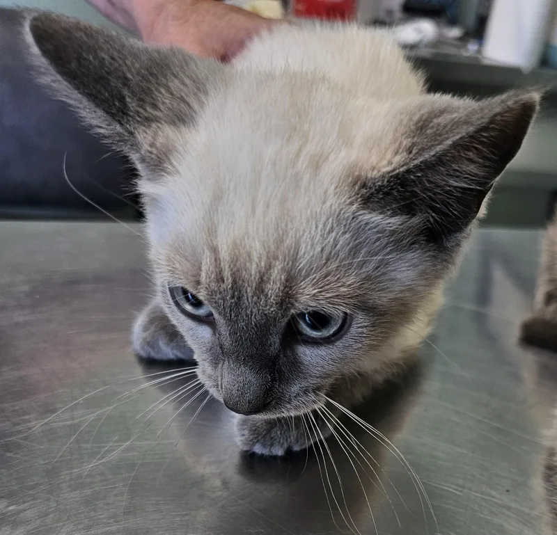 Chowder aka siamese male thumbnail 2