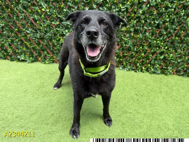 An adult medium-sized female Mixed Breed dog named Palm Tree for adoption in West Palm Beach, FL