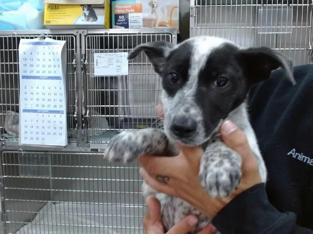 A baby small-sized male Australian Cattle Dog / Blue Heeler dog named Rocco for adoption in Salinas, CA