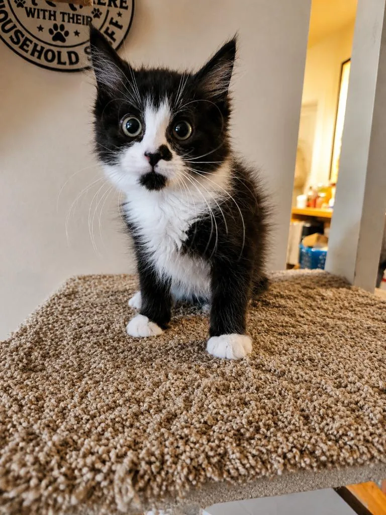 A baby medium-sized male Domestic Medium Hair cat named Chocolate Croissant for adoption in Parkville, MD