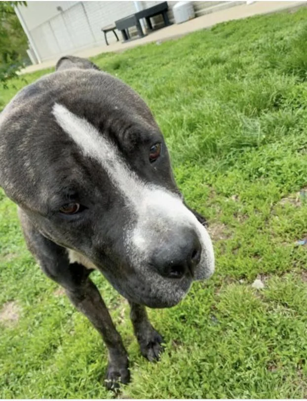 An adult medium-sized male Black Mixed Breed dog named Atlas for adoption in Terre Haute, IN