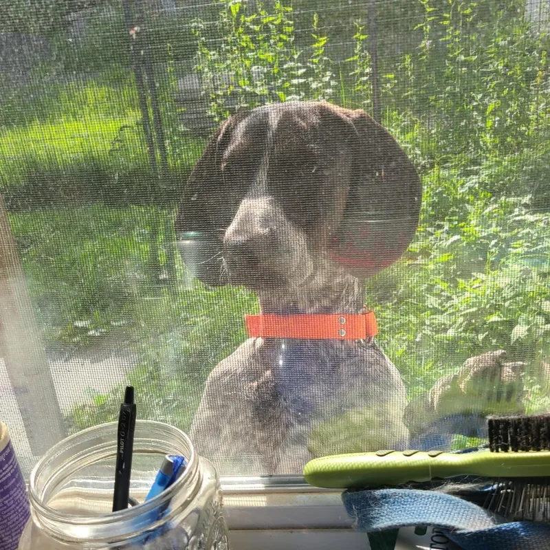 A young medium-sized male Black Bluetick Coonhound dog named Cletus for adoption in Southington, OH