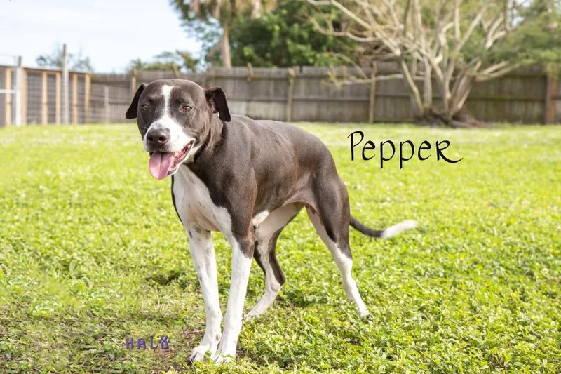 Pepper thumbnail 5