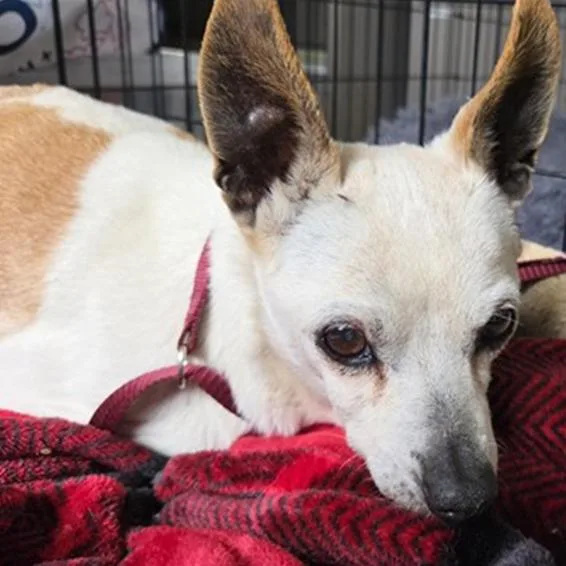 A senior small-sized male White / Cream Chihuahua dog named Mister for adoption in Ramona, CA