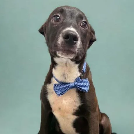 A baby small-sized male Black Border Collie dog named Lime for adoption in Concord, NC