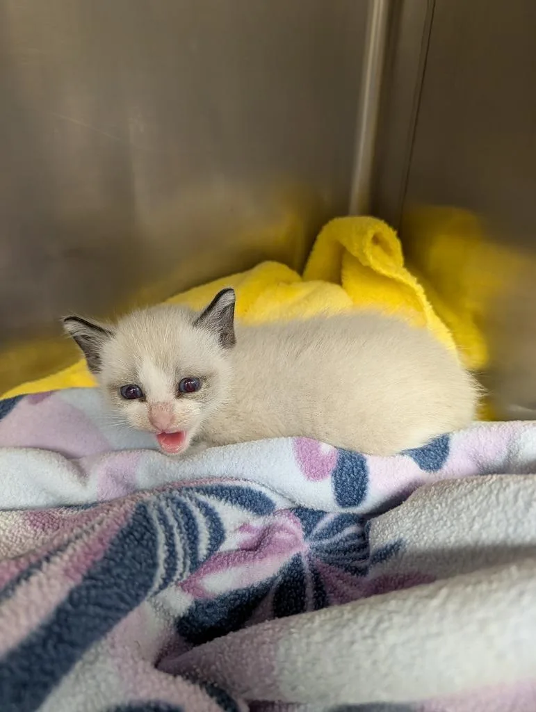 A baby small-sized male Domestic Short Hair cat named Ice Pop for adoption in Grants Pass, OR