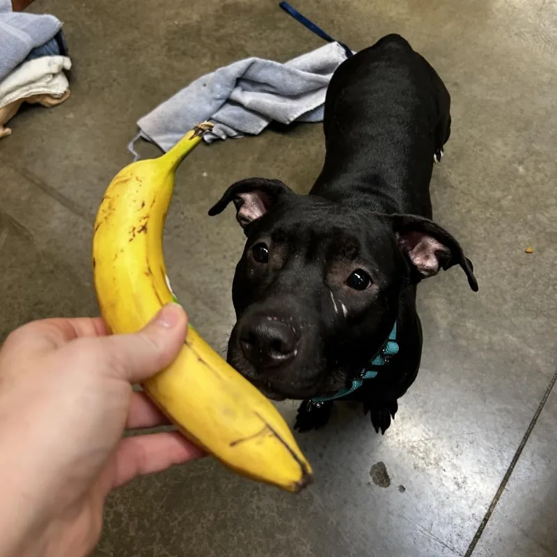 Princess Chiquita thumbnail 2