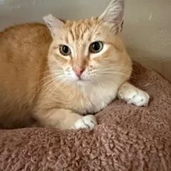 An adult medium-sized female Tabby (Orange / Red) Domestic Short Hair cat named Mama for adoption in Spring Valley, CA