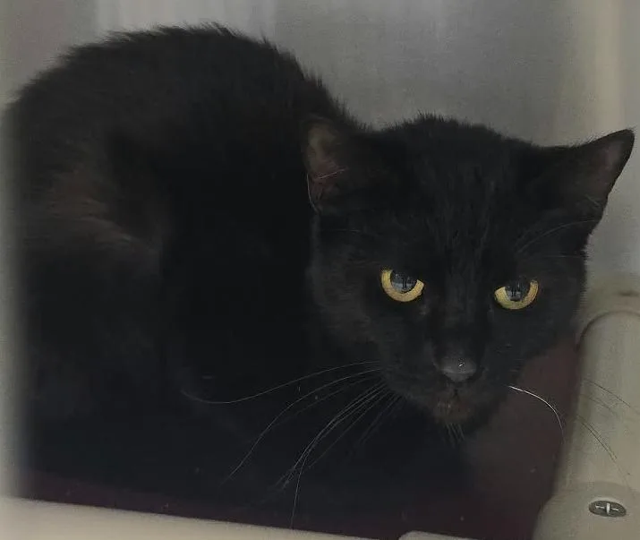 An adult medium-sized male Black Domestic Short Hair cat named Thackery for adoption in Orange, VA