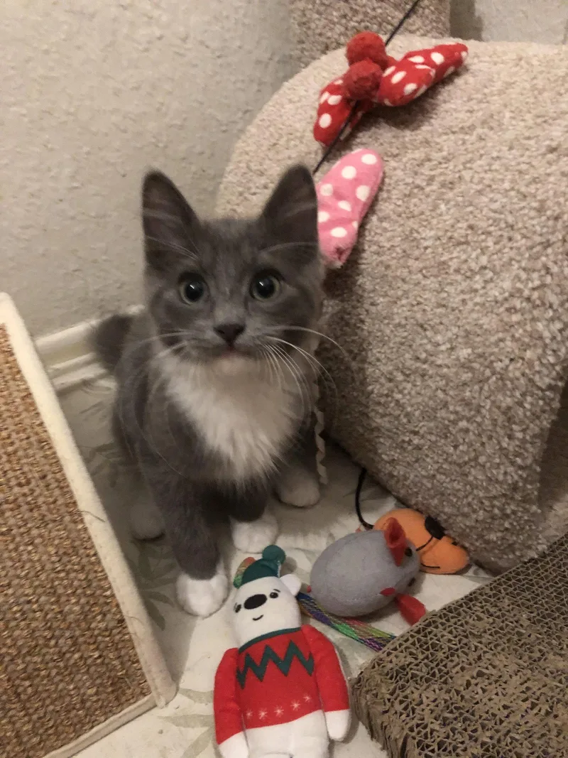 A baby small-sized male Gray & White Domestic Short Hair cat named Bobby Brady for adoption in Mission Viejo, CA