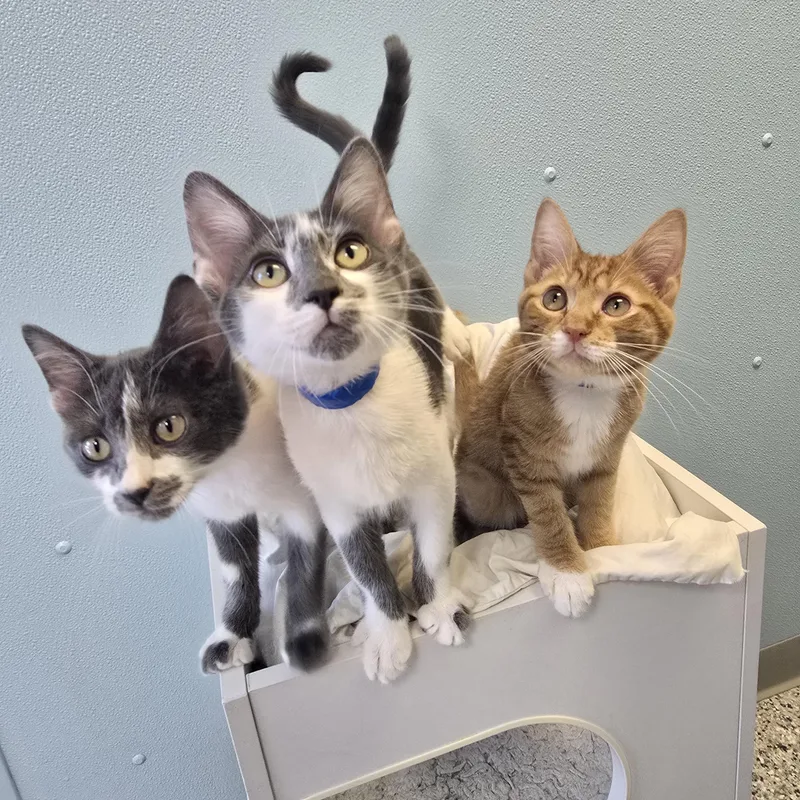 A baby medium-sized male Gray & White Domestic Short Hair cat named Rumble for adoption in Farmington, MO